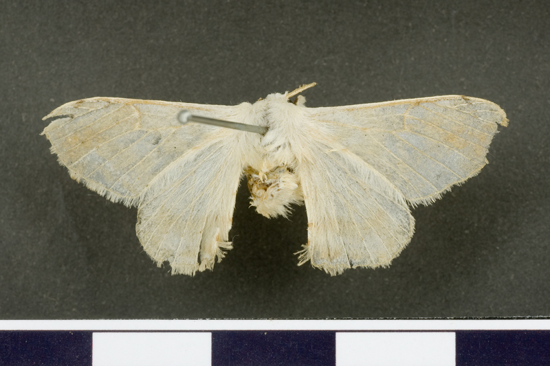 Bombyx plana Male